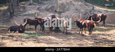 herd of ankole watusi cattle in zoo Stock Photo