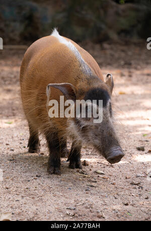 Red river hog ( Potamochoerus porcus ) Stock Photo
