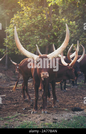 herd of ankole watusi cattle in zoo Stock Photo