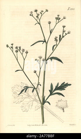 Cut leaved parthenium, Parthenium hysterophorus. Handcoloured copperplate engraving by Weddell after an illustration by John Curtis from Samuel Curtis's 'Botanical Magazine,' London, 1821. Stock Photo