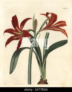 Barbados or Easter lily hybrid, Hippeastrum puniceum hybridum (Hybrid long-spathed knight's star lily, Hippeastrum spathaceum hybridum). Handcoloured copperplate engraving by Weddell after an illustration by John Curtis from Samuel Curtis's 'Botanical Magazine,' London, 1822. Stock Photo