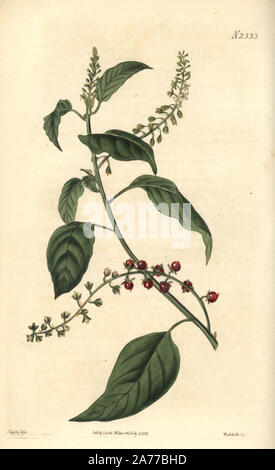 Pigeonberry, Rivina humilis (Smooth rivina, Rivina laevis). Handcoloured copperplate engraving by Weddell after an illustration by John Curtis from Samuel Curtis's 'Botanical Magazine,' London, 1822. Stock Photo
