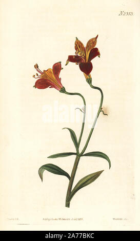 Peruvian lily or speckled alstroemeria, Alstroemeria pulchella. Handcoloured copperplate engraving by Weddell after an illustration by John Curtis from Samuel Curtis's 'Botanical Magazine,' London, 1822. Stock Photo