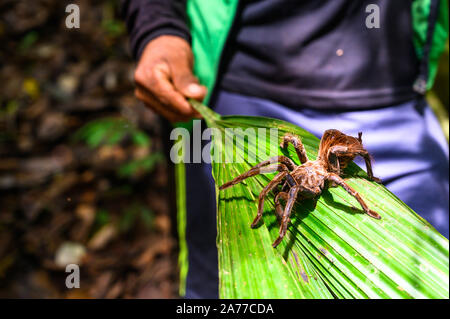 This Goliath birdeater, or bird-eating spider, lives in the Amazon River Basin in Peru and belongs to the tarantula family. Stock Photo