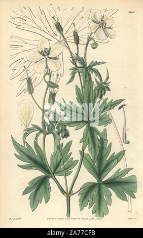 White flowered crane's bill, Geranium albiflorum. Handcoloured copperplate engraving by Swan after an illustration by William Jackson Hooker from Samuel Curtis' 'Botanical Magazine,' London, 1832. Stock Photo