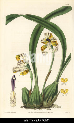 Brasiliorchis picta orchid (painted maxillaria, Maxillaria picta). Handcoloured copperplate engraving by Swan after an illustration by Mrs. Arnold Harrison from Samuel Curtis' 'Botanical Magazine,' London, 1832. Stock Photo