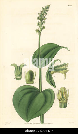 Gennaria diphylla orchid (heart-leaved habenaria, Habenaria cordata). Handcoloured copperplate engraving by Swan after an illustration by William Jackson Hooker from Samuel Curtis' 'Botanical Magazine,' London, 1832. Stock Photo