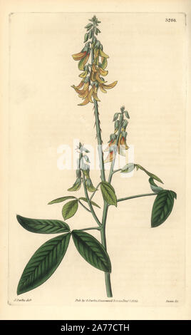 Smooth crotalaria, Crotalaria pallida (Striated-flowered crotalaria, Crotalaria striata). Handcoloured copperplate engraving by Swan after an illustration by John Curtis from Samuel Curtis' 'Botanical Magazine,' London, 1832. Stock Photo
