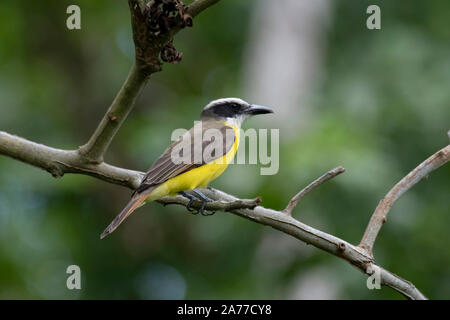 Beautiful Boat-billed Flycatcher (Megarynchus pitangua) perched on a tree branch in the forest of Panama. Stock Photo