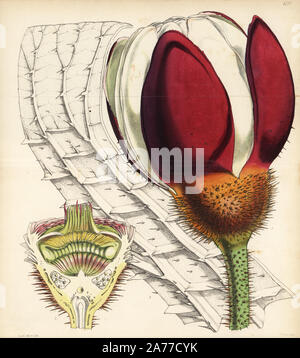 Giant waterlily, Victoria amazonica (Victoria water-lily, Victoria regia), unexpanded flower, ovary in section, and leaf underside. Handcoloured botanical illustration drawn and lithographed by Walter Fitch from Sir William Jackson Hooker's 'Curtis's Botanical Magazine,' London, 1847. Stock Photo