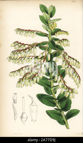 Agarista pulchra, vulnerable (Elegant leucothoe, Leucothoe pulchra). Handcoloured botanical illustration drawn and lithographed by Walter Fitch from Sir William Jackson Hooker's 'Curtis's Botanical Magazine,' London, 1847. Stock Photo