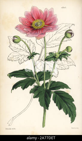 Anemone scabiosa (Japan anemone, Anemone japonica). Handcoloured