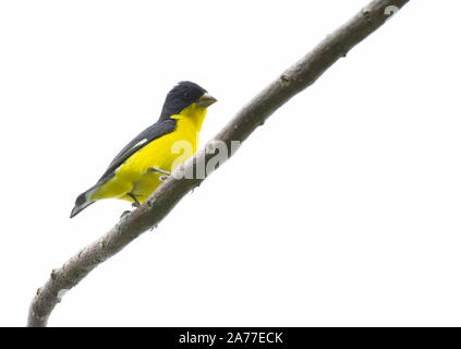Close-up view of a lesser goldfinch (Spinus psaltria)on a tree branch Stock Photo