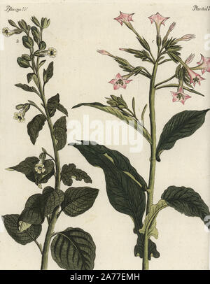 Virginian or common tobacco, Nicotiana tabacum 1, and wild or sacred tobacco, Nicotiana rustica 2. Handcoloured copperplate engraving from Friedrich Johann Bertuch's Bilderbuch fur Kinder (Picture Book for Children), Weimar, 1792. Stock Photo