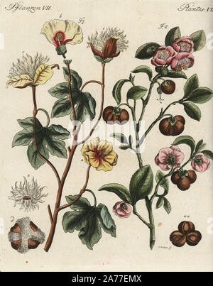 Levant cotton plant, Gossypium herbaceum, and tea plant, Camellia sinensis. Handcoloured copperplate engraving after a botanical illustration by Christian Muller from Friedrich Johann Bertuch's Bilderbuch fur Kinder (Picture Book for Children), Weimar, 1792. Stock Photo