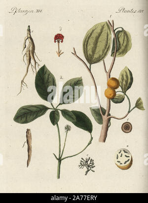 Strychnine tree, Strychnos nux-vomica 1, with fruit in section a, grain b, flower c,  and ginseng, Panax quinquefolius 2, with flower d, root e, dried root f. Handcoloured copperplate engraving from Friedrich Johann Bertuch's Bilderbuch fur Kinder (Picture Book for Children), Weimar, 1792. Stock Photo