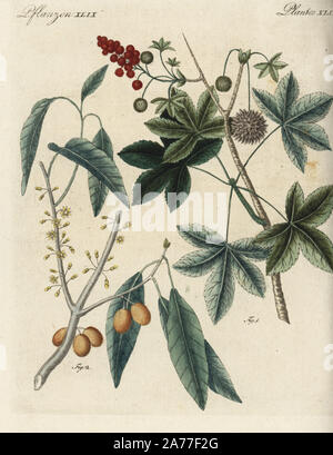 Cascarilla, Croton eluteria. Handcoloured copperplate engraving from a  botanical illustration by James Sowerby from William Woodville and Sir  William Jackson Hooker's Medical Botany, John Bohn, London, 1832. The  tireless Sowerby (1757-1822) drew