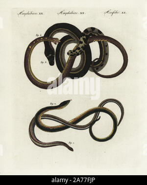 Slow worm, Anguis fragilis 1, eastern glass lizard, Ophisaurus ventralis 2, yellowbelly sea snake, Hydrophis platurus 3, and Anguis variegata 4. Handcoloured copperplate engraving from Friedrich Johann Bertuch's Bilderbuch fur Kinder (Picture Book for Children), Weimar, 1802. Stock Photo