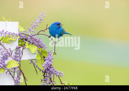 Male indigo bunting perched on a decorative fence. Stock Photo