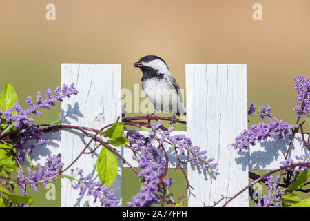 Black-capped chickadee perched on a backyard fence in northern Wisconsin.