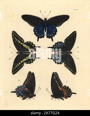 Pipevine swallowtail butterfly, Battus philenor 1,4, and black swallowtwail, Papilio polyxenes asterias 2,3,5. Handcoloured lithograph from John O. Westwood's new edition of Dru Drury's 'Illustrations of Exotic Entomology,' Bohn, London, 1837. Stock Photo
