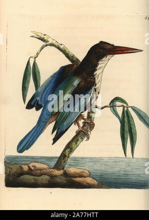 White-throated kingfisher, Halcyon smyrnensis (Smyrna kingfisher, Alcedo smyrnensis). Illustration drawn and engraved by Richard Polydore Nodder. Handcoloured copperplate engraving from George Shaw and Frederick Nodder's The Naturalist's Miscellany, London, 1806. Stock Photo