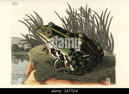Edible frog or common green frog, Pelophylax kl. esculentus (Green frog, Rana esculenta). Illustration drawn and engraved by Richard Polydore Nodder. Handcoloured copperplate engraving from George Shaw and Frederick Nodder's The Naturalist's Miscellany, London, 1806. Stock Photo