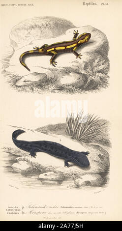 Fire salamander, Salamandra salamandra, and hellbender salamander, Cryptobranchus alleganiensis, near threatened. Handcolored engraving by Fournier after an illustration by Oudart from Charles d'Orbigny's 'Dictionnaire Universel d'Histoire Naturelle' (Universal Dictionary of Natural History), Paris, 1849. Stock Photo