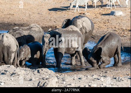 A herd of African Elephant -Loxodonta Africana- taking a bath in a waterhole in Etosha national Park. A group of Burchell's Plains zebra (Equus quagga burchelli) is seen in the background.