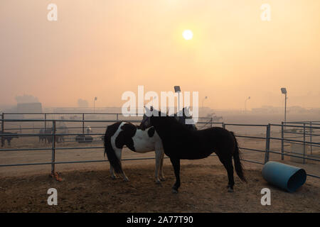 Simi Valley, California, USA. 30th Oct, 2019. Horses are seen in Simi Valley, the United States, Oct. 30, 2019. An aggressive wildfire erupted Wednesday morning on the hillsides above Simi Valley, triggering a new round of evacuation in Southern California. The blaze, dubbed Easy Fire, was first reported around 6:15 a.m. local time, then spread to about 972 acres as of 9 a.m., Ventura County fire Capt. Brian McGrath told local KTLA news channel. Firefighters raced to protect the Ronald Reagan Presidential Library nearby as a thin wall of flames approached from hills. Credit: Xinhua/Alamy Live  Stock Photo