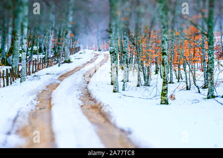 Path and beechwood in winter. Urbasa y Andia Natural Park. Navarre, Spain, Europe. Stock Photo