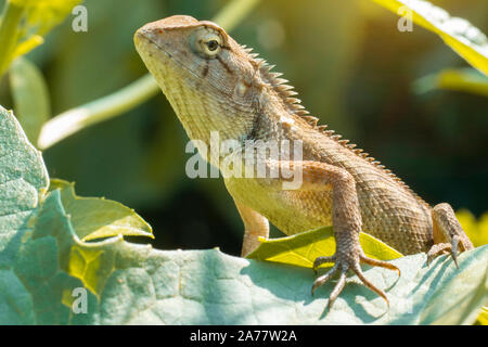 A light brown chameleon perched on green leaves. Stock Photo
