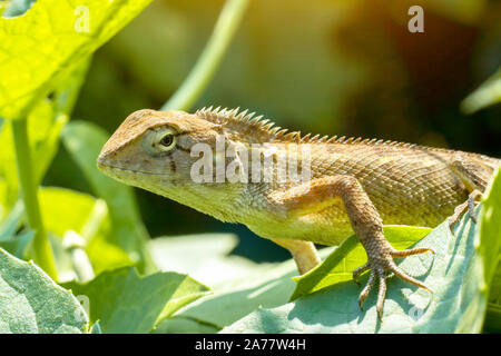 A light brown chameleon perched on green leaves. Stock Photo