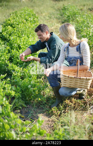 Couple of farmers picking vegetables in organic field Stock Photo