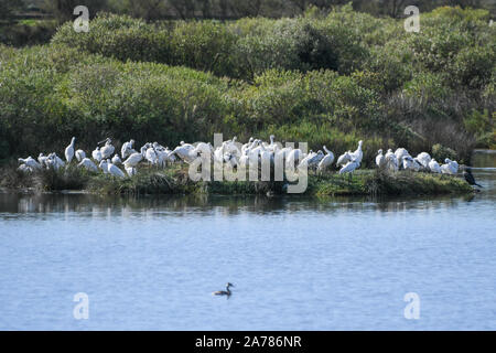 Group of spatulas resting in the marsh in the company of a sacred ibis Stock Photo