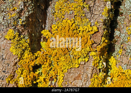 crustose lichen growing on a tree in October in the wetlands of Colfiorito nature reserve in Umbria and on the border with Le Marche in Italy Stock Photo