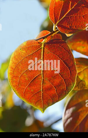 persimmon or persimon leaf or kaki leaf diospyros kaki family ebenaceae close up in autumn showing beautiful colours in Italy Stock Photo