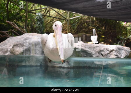 a white American pelican sitting quietly on a glass near water Stock Photo