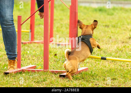 A young brown mixed breed dog learns to jump over obstacles in agility training. Age 2 years. Stock Photo