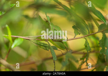 Endemic Chameleon in Madagascar chilling on a branch Stock Photo