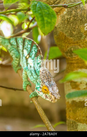 Endemic Chameleon in Madagascar chilling on a branch Stock Photo