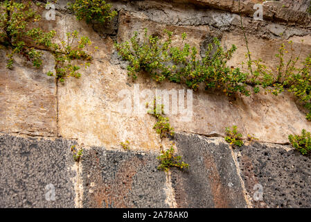 A stone wall made of large blocks with plants growing  Stock Photo