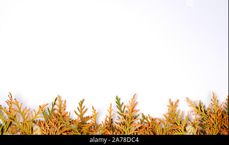 Autumn composition background . Frame made of rusty and dried conifer pine branches . Top view, flat lay , copy space . Stock Photo