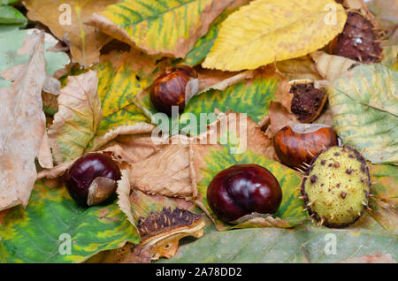 Autumn composition background . Dried chestnuts fallen on the leaves in the park . Top view, flat lay , Stock Photo