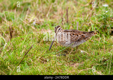 Common snipe, Gallinago gallinago, frequents marshes, bogs, tundra and wet meadows throughout northern Europe and northern Asia. Stock Photo