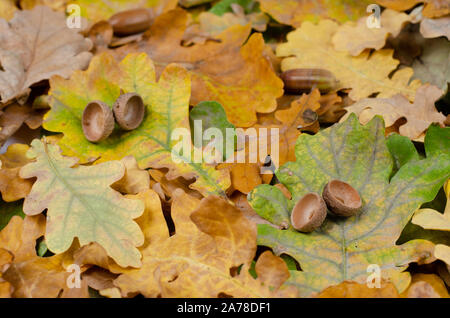 Autumn background . Acorn cap on rusty dried oak leaves in park .
