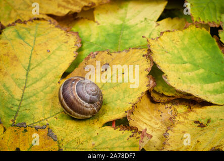 Autumn composition background . Snail shell sitting on rusty leaves fallen in the park . Stock Photo
