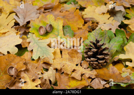 Autumn background . Acorn cap and pinecone on rusty dried oak leaves in park .