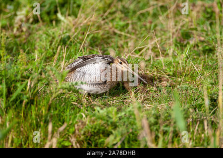 Common snipe, Gallinago gallinago, frequents marshes, bogs, tundra and wet meadows throughout northern Europe and northern Asia. Stock Photo