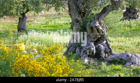 Old Olive tree (Olea europaea) at Deia, Mallorca, Balearic islands, Spain Stock Photo